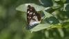 Limenitis reducta